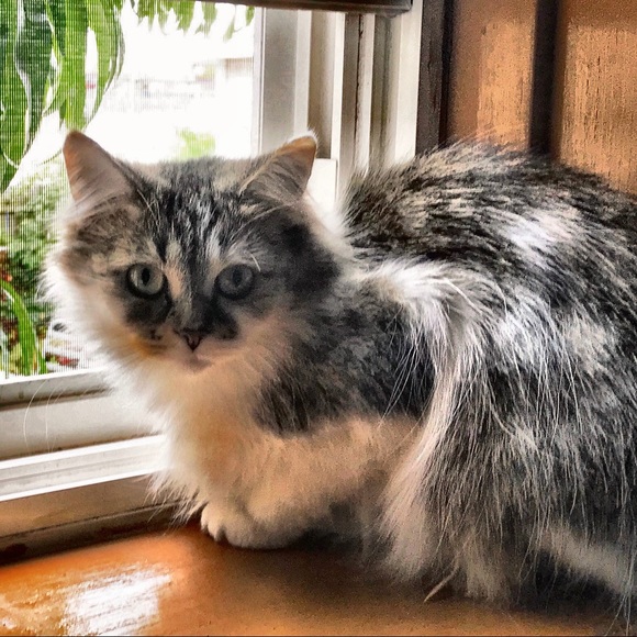 Meet your Posher, Alba - Picture 1 of 1